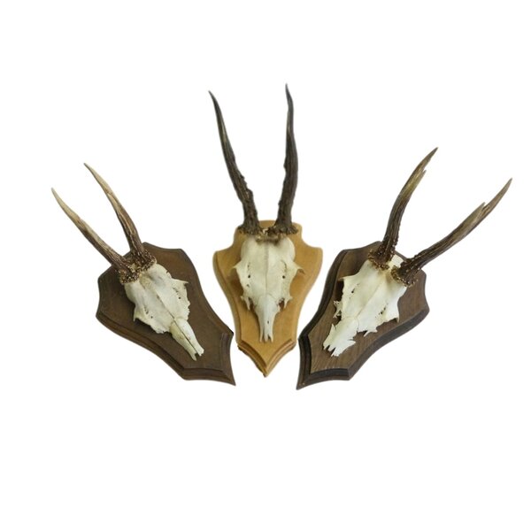 De museumwinkel.com Rehgeweih  Schild