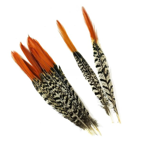 Lady amherst Pheasant feathers (red)