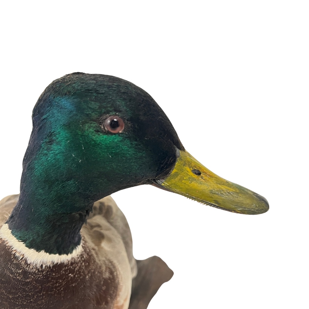 februari | 2014 | Welkom op Sandra's FOTOblog, image size:1080x1080