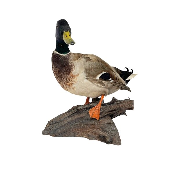 Mounted wild duck