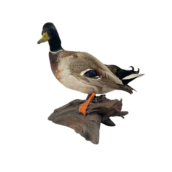 Mounted wild duck