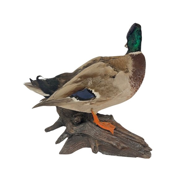Mounted wild duck