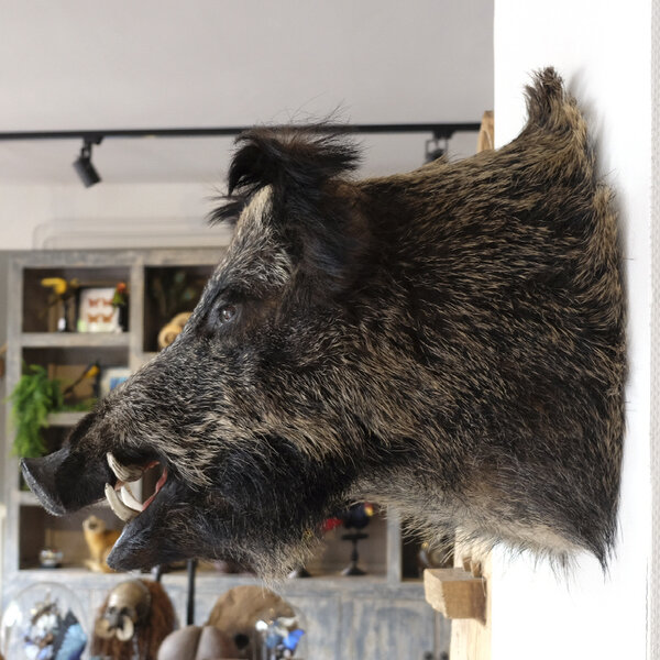 Mounted wild boar trophy (straight facing)
