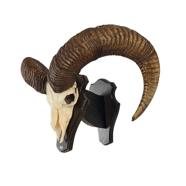 Mouflon skull