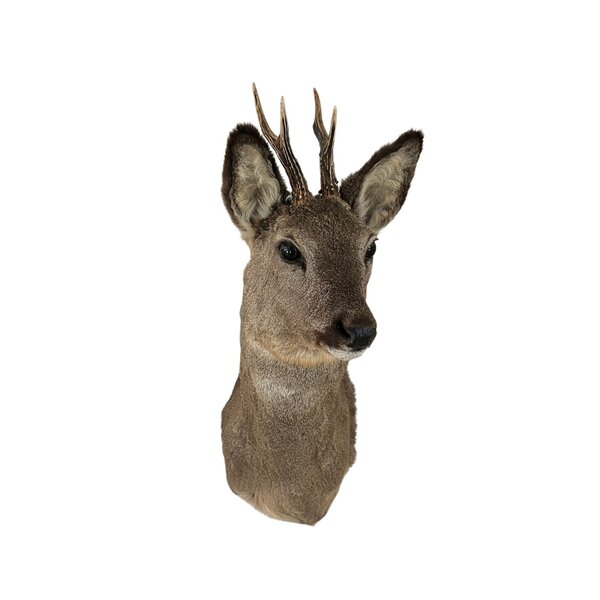 Roe deer trophy - winter coat (Facing left)