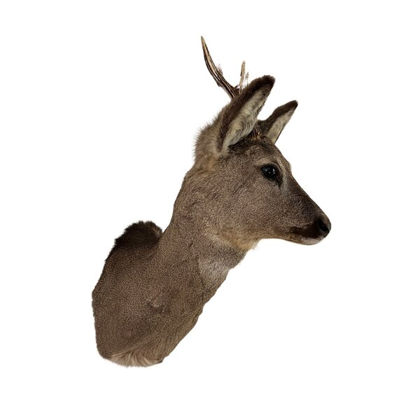 Roe deer trophy - winter coat (Facing left)