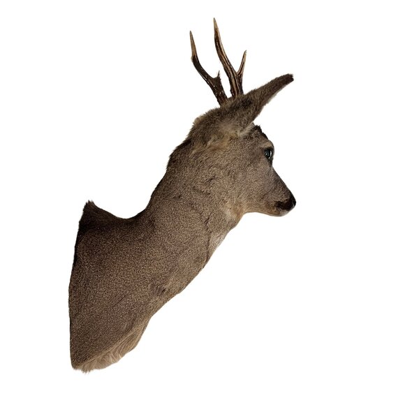 Roe deer trophy - winter coat (Facing left)