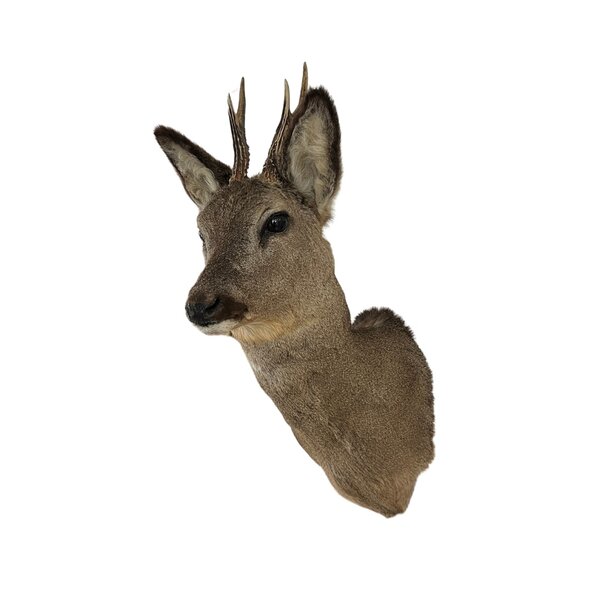 Roe deer trophy - winter coat (Facing left)