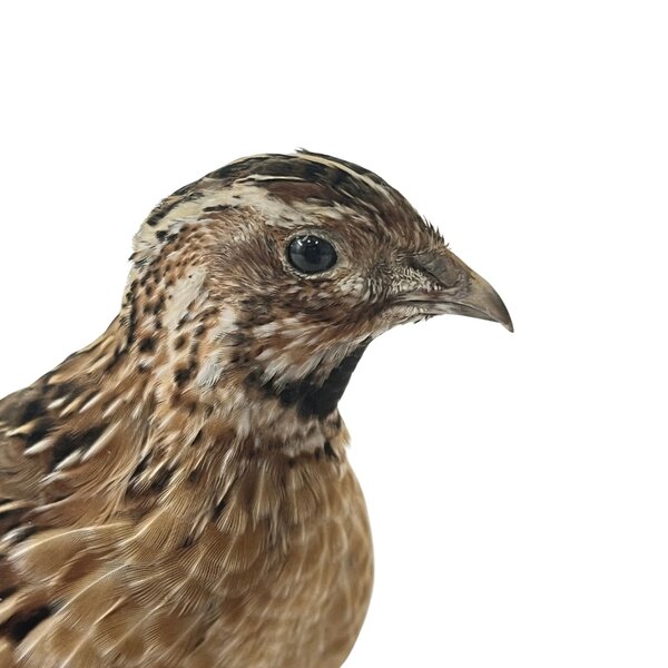 Mounted european quail