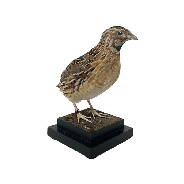 Mounted european quail