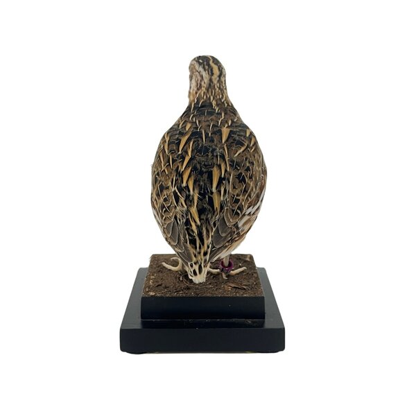 Mounted european quail