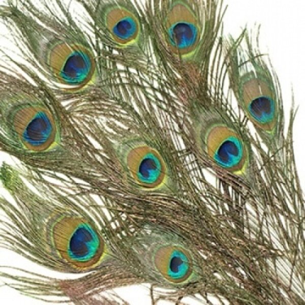 50 x Peacock feathers (With eye) ± 100 cm (F7)