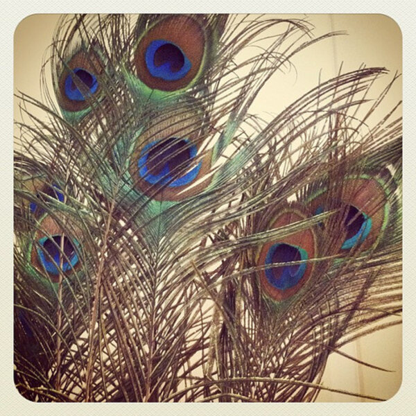 50 x Peacock feathers (With eye) ± 100 cm (F7)