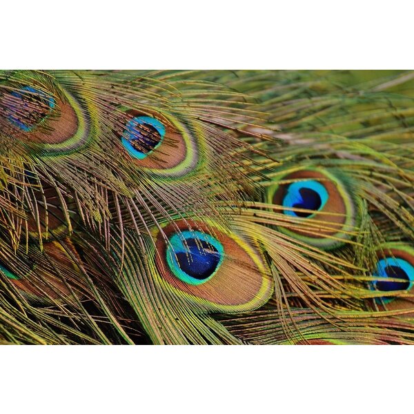 50 x Peacock feathers (With eye) ± 100 cm (F7)