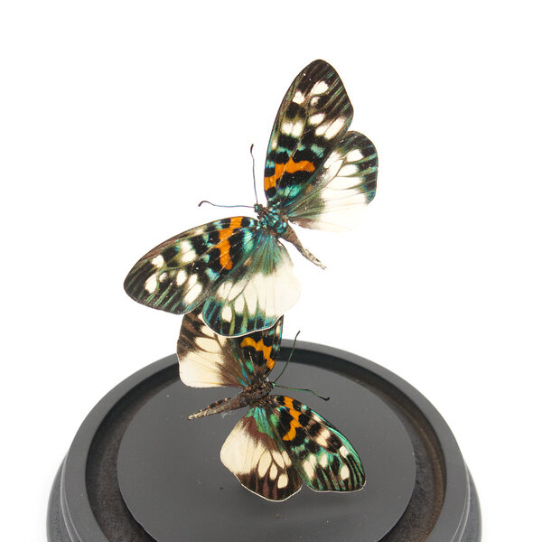 Glass dome with mounted butterflies - Erasmia pulchera (2)