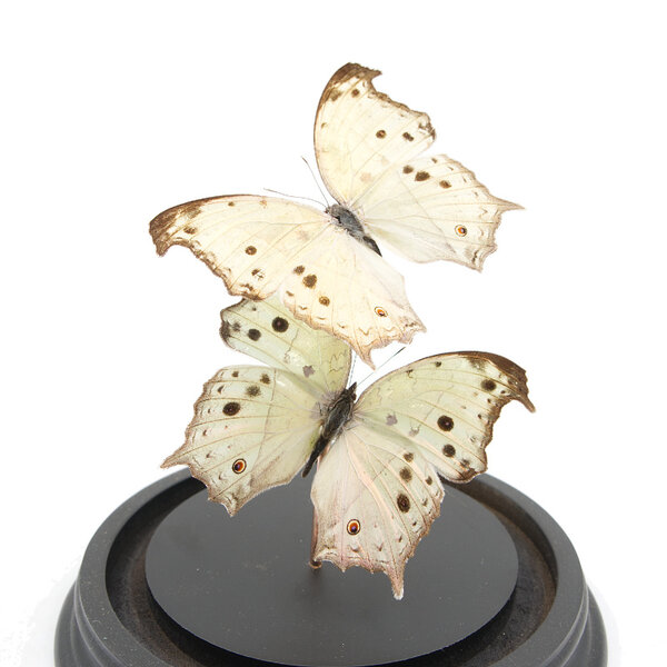 Glasglocke mit Präparierte Schmetterlingen - Salamis parhassus (2)