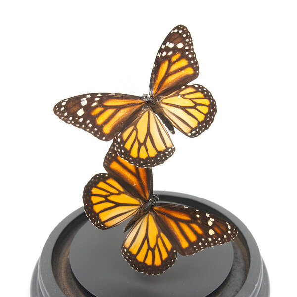 Glass dome with mounted butterflies - Danaus plexippus sp. (2)