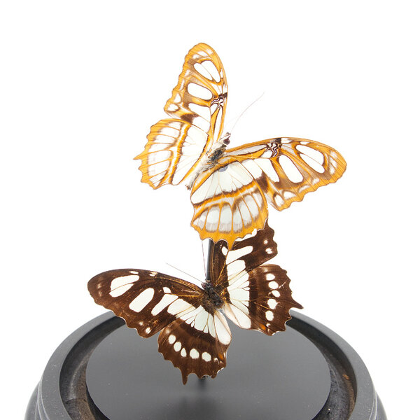 Glass dome with mounted butterflies - Victorina stelenes (2)