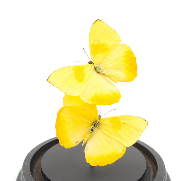 Glasglocke mit Präparierte Schmetterlingen - Phoebis philea (2)