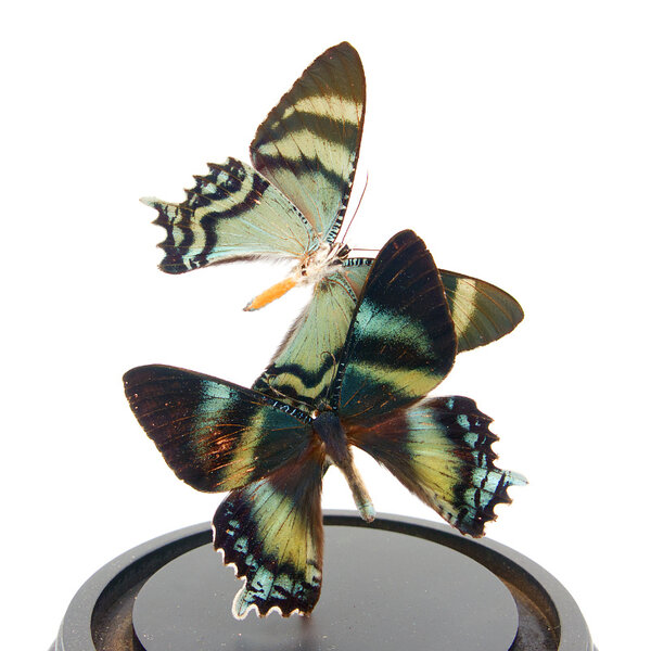 Opgezette vlinders in glazen stolp - Alcides agathyrsus (2)