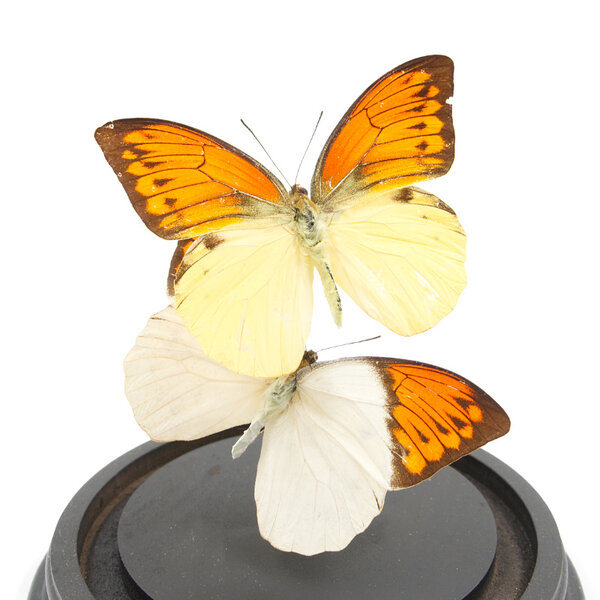 Glasglocke mit Präparierte Schmetterlingen - Hebomoia leucippe  (1) + Hebomoia glaucippe sulphurea  (1)