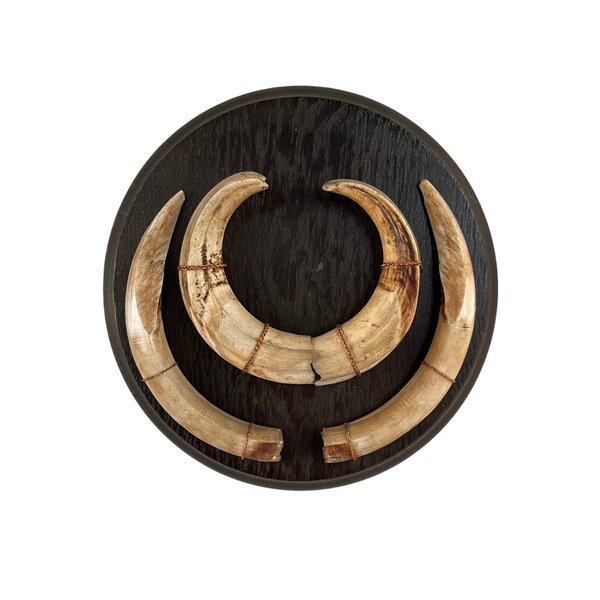 Trophy tusks Common warthog