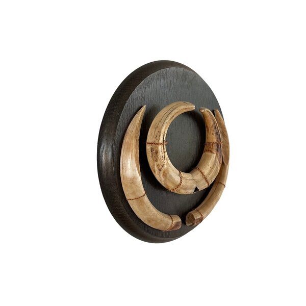 Trophy tusks Common warthog