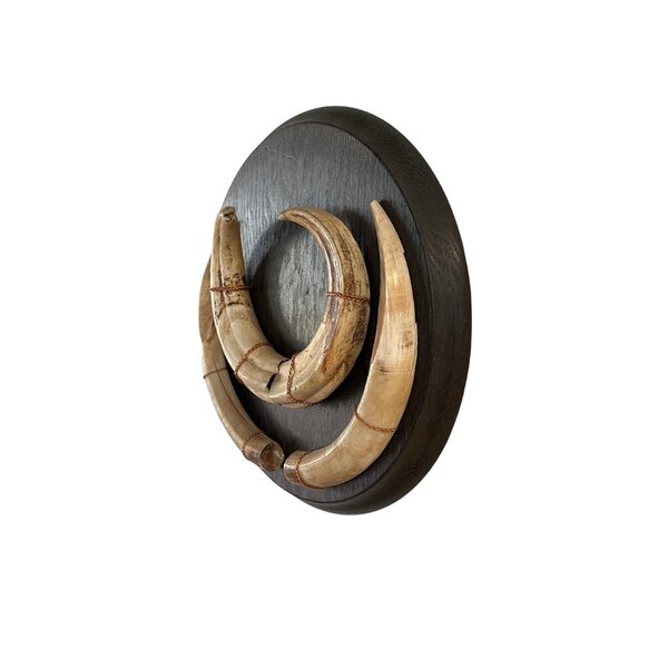 Trofee slagtanden wrattenzwijn