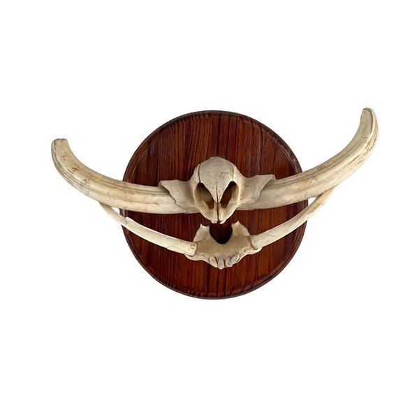 Trophy jaws tusks Warthog