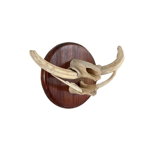 Trophy jaws tusks Warthog