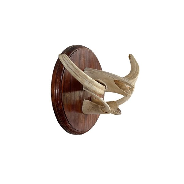 Trofee kaken slagtanden wrattenzwijn