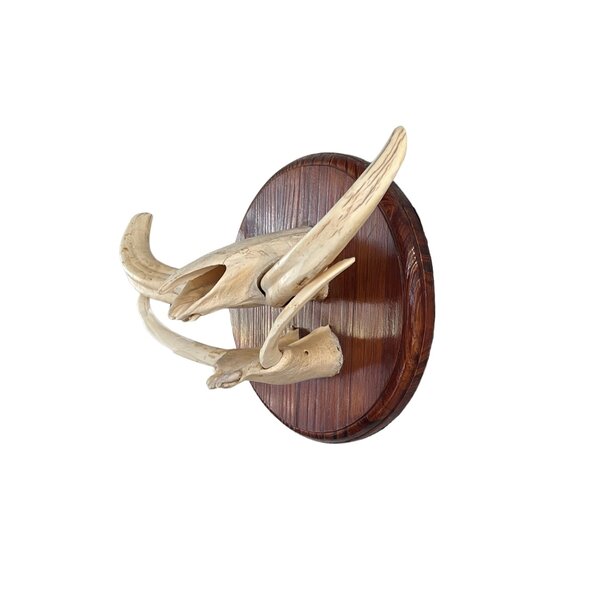 Trofee kaken slagtanden wrattenzwijn