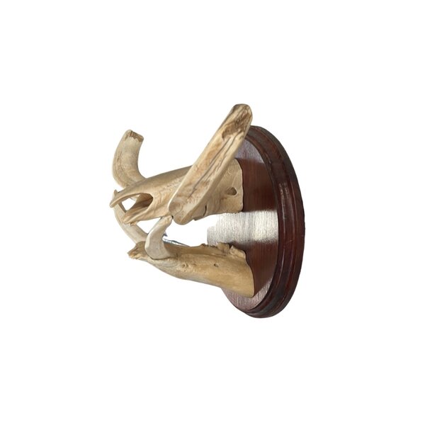 Trophäe Kiefer Stoßzähne Warzenschwein