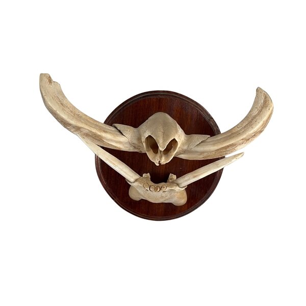 Trophäe Kiefer Stoßzähne Warzenschwein (B)