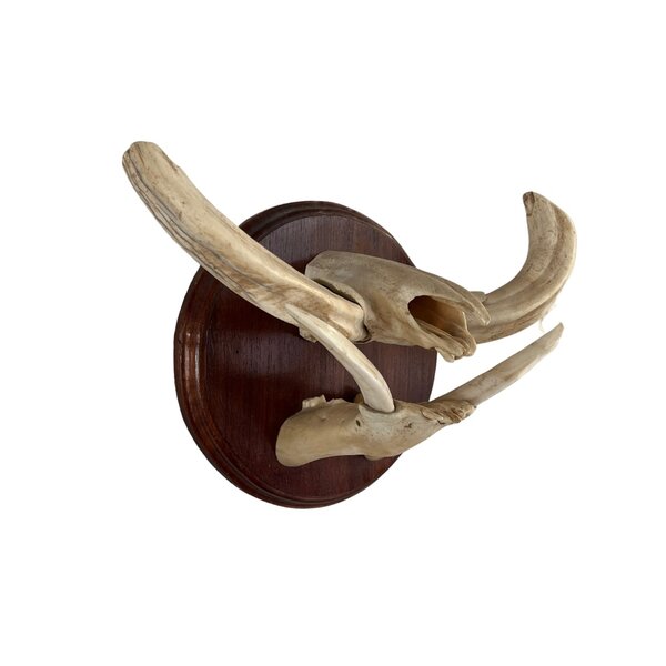 Trofee kaken slagtanden wrattenzwijn (B)