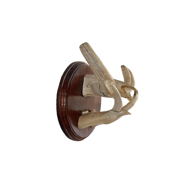 Trophäe Kiefer Stoßzähne Warzenschwein (B)