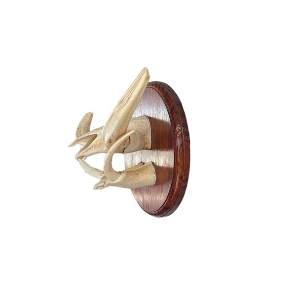 Trophäe Kiefer Stoßzähne Warzenschwein (B)