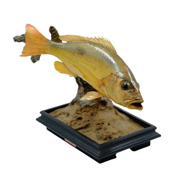 Mounted bass