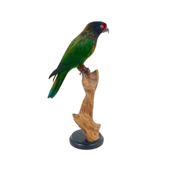 Mounted Yellow-streaked lory