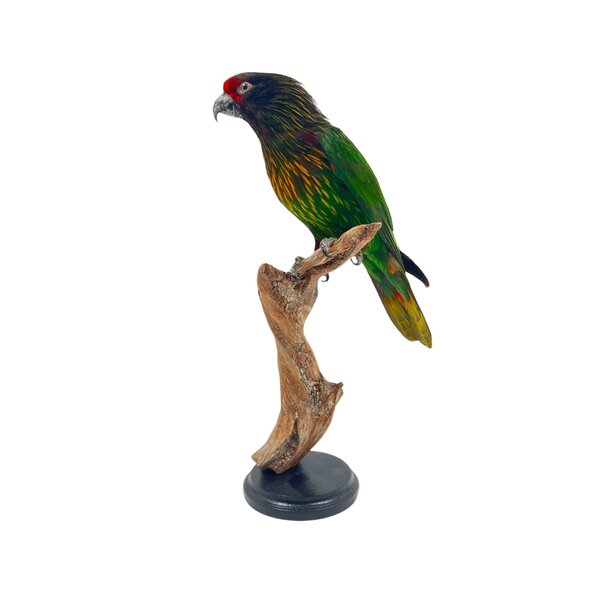 Schimmerlori Präparat