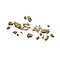 Skelet voet Mens (Incompleet)