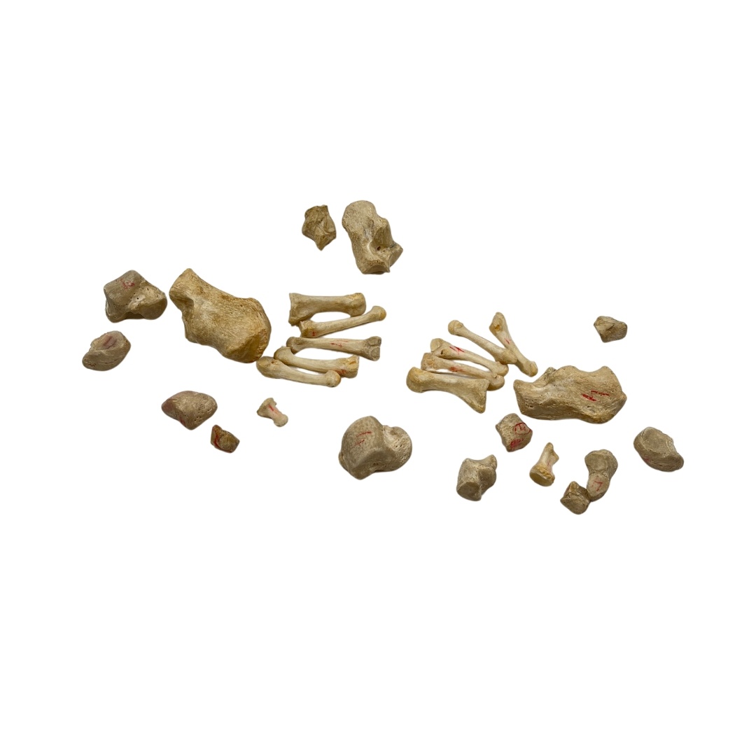 Skeleton feet Human (Incomplete) - DeMuseumwinkel.com