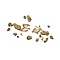 Skelet voet Mens (Incompleet)