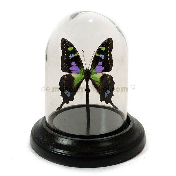 Dome with graphium weiskei (1) 7 x 12 cm