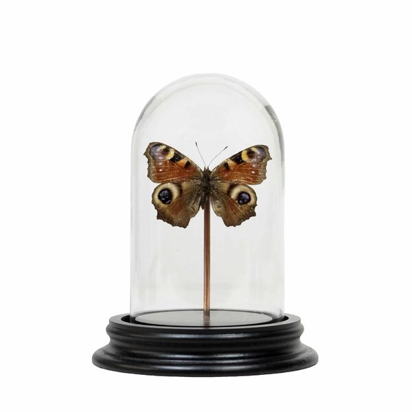 Dome with European peacock