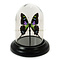 Dome with graphium weiskei (1) 7 x 12 cm