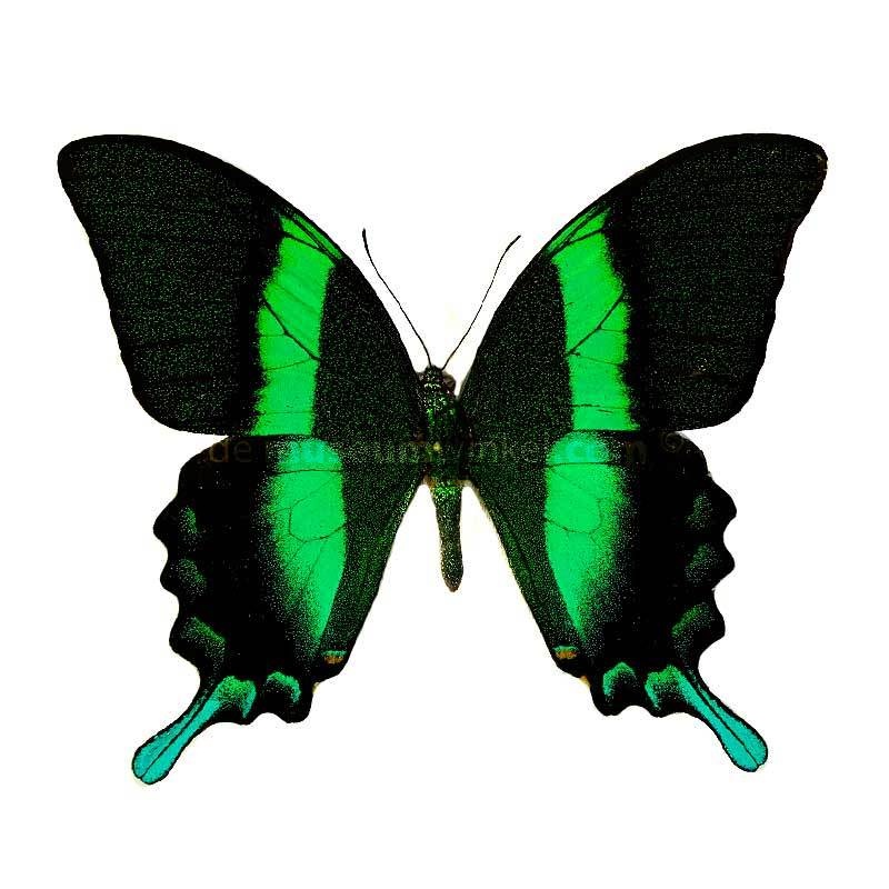 Papilio blumei