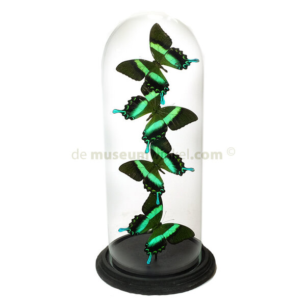 Glocke mit Papilio Blumei (4)