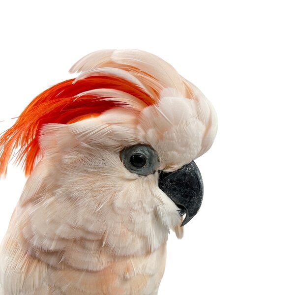 Mounted salmon-crested cockatoo
