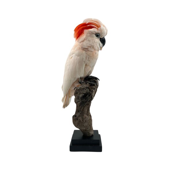 Mounted salmon-crested cockatoo